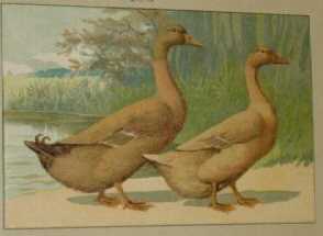 canardsann.jpg